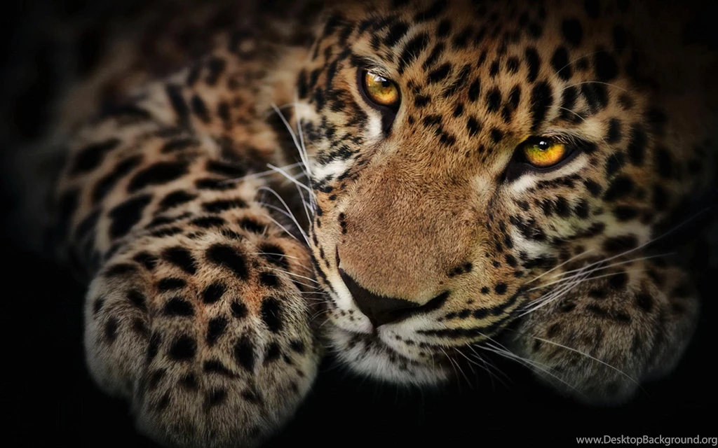 Jaguar Wallpapers
