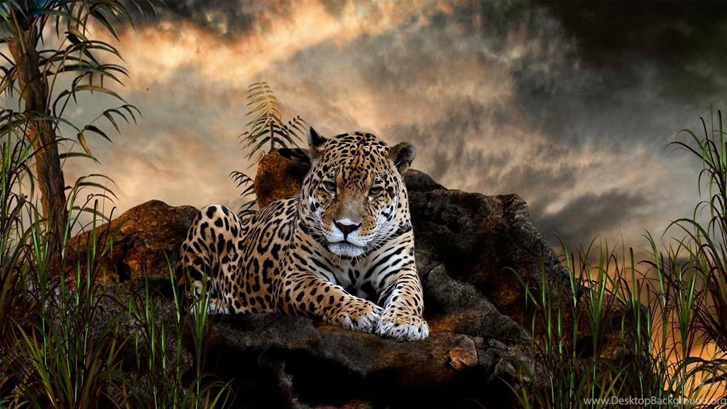 Jaguar Animal Live Wallpapers   Android Apps And Tests   AndroidPIT