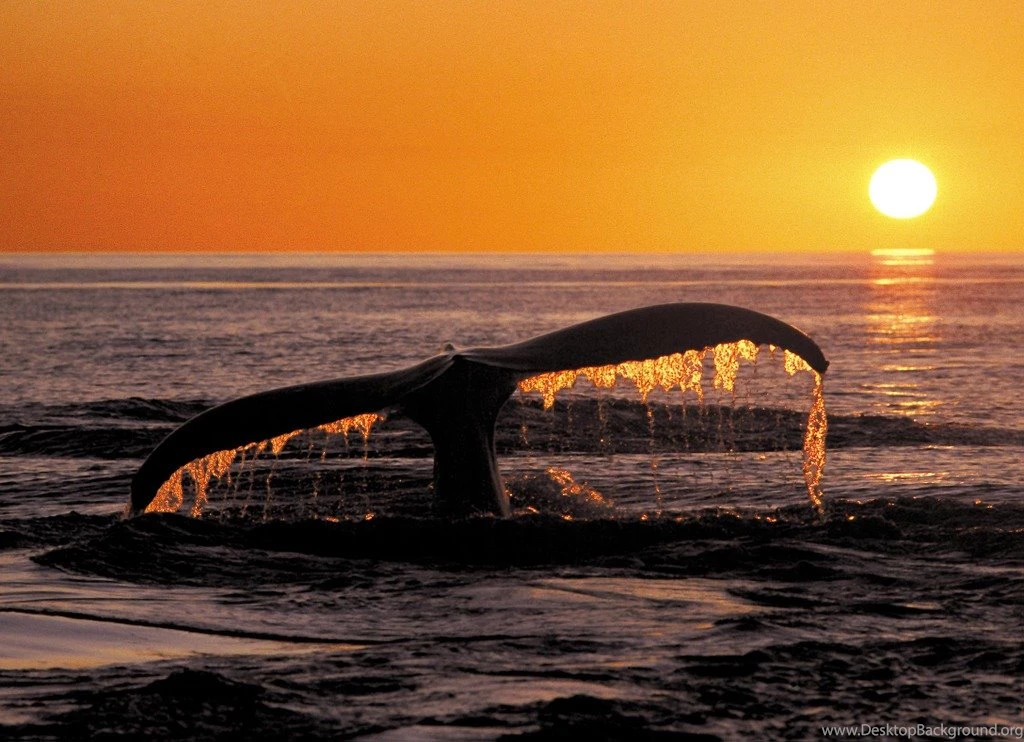 Wallpapers Sunset Beach Sunset Beach Wallpapers