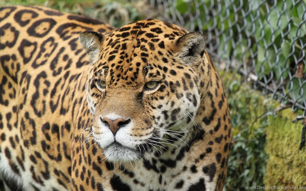 Jaguar HD Wallpapers Animal.jpg