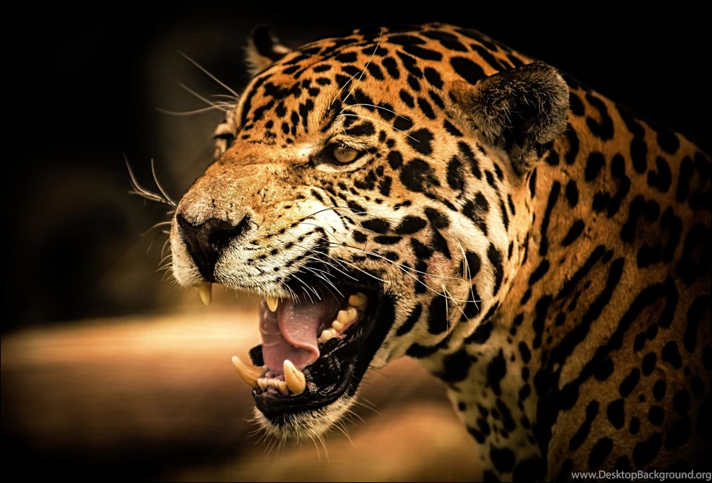 Cat Jaguar HD Wallpapers
