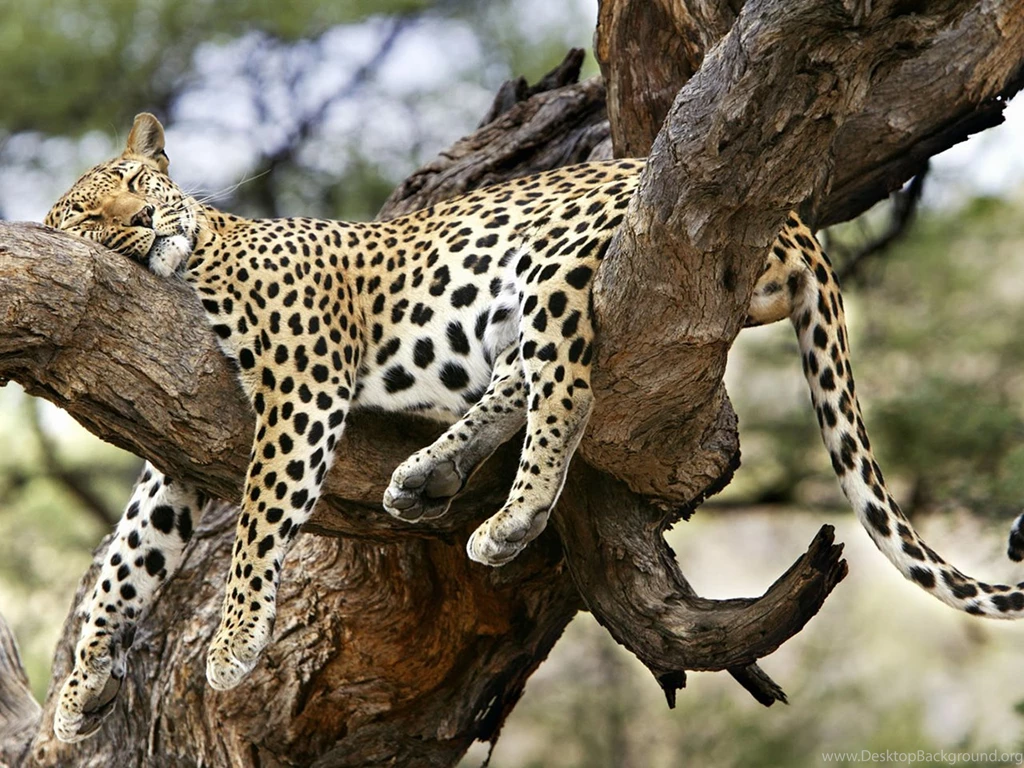 Jaguar On Tree Hd Wallpapers Free Download Wallpaperss HD