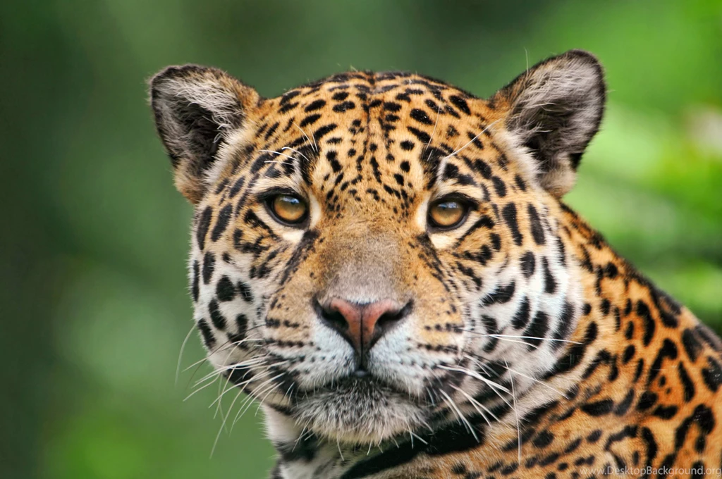 Jaguar Computer Wallpapers, Desktop Backgrounds