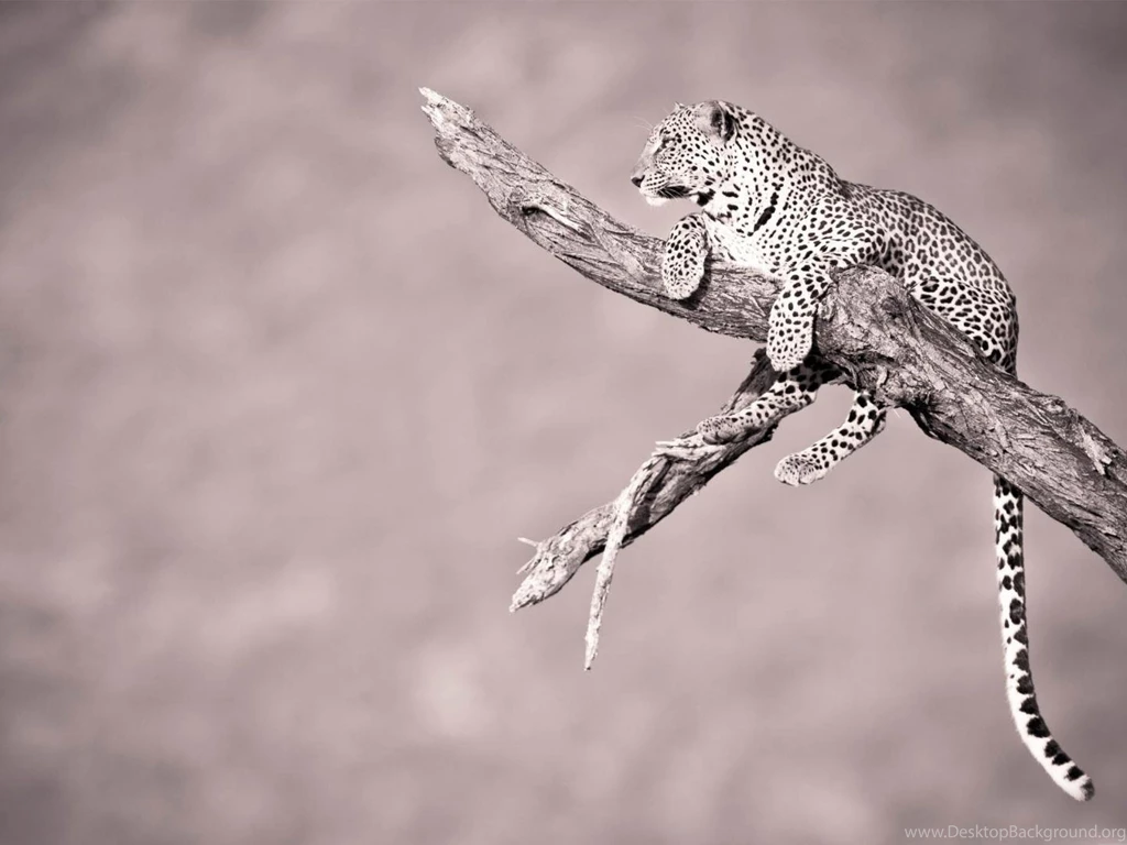 Jaguar Animal Desktop Wallpapers 800x600, Jaguar Animal ...