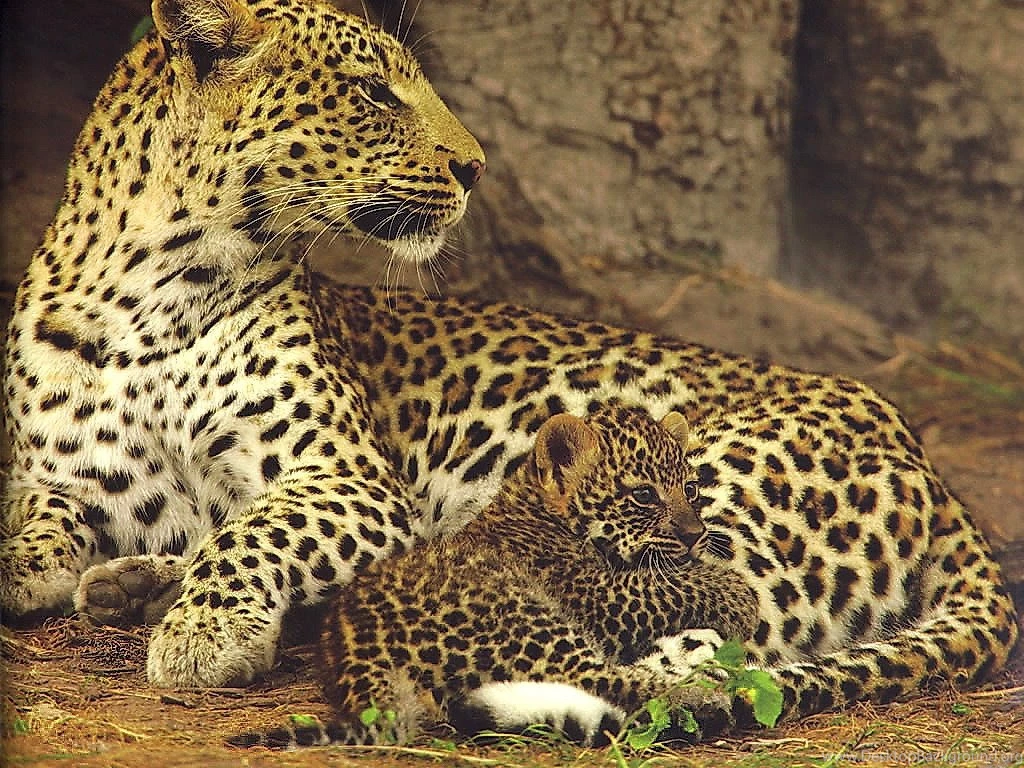 Jaguar Animal Cubs   Wallpaper.