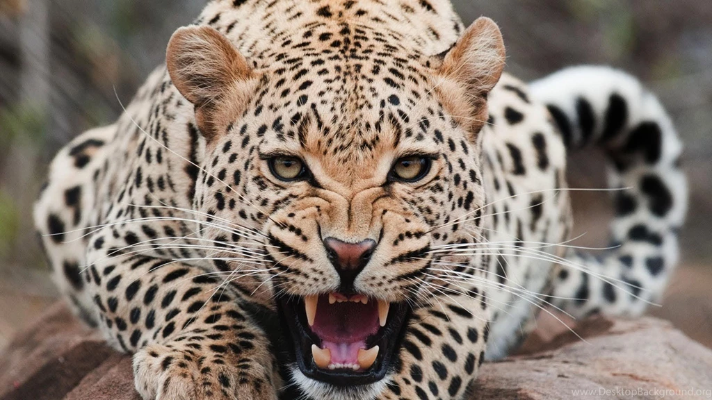 Jaguar, Animals Wallpapers HD