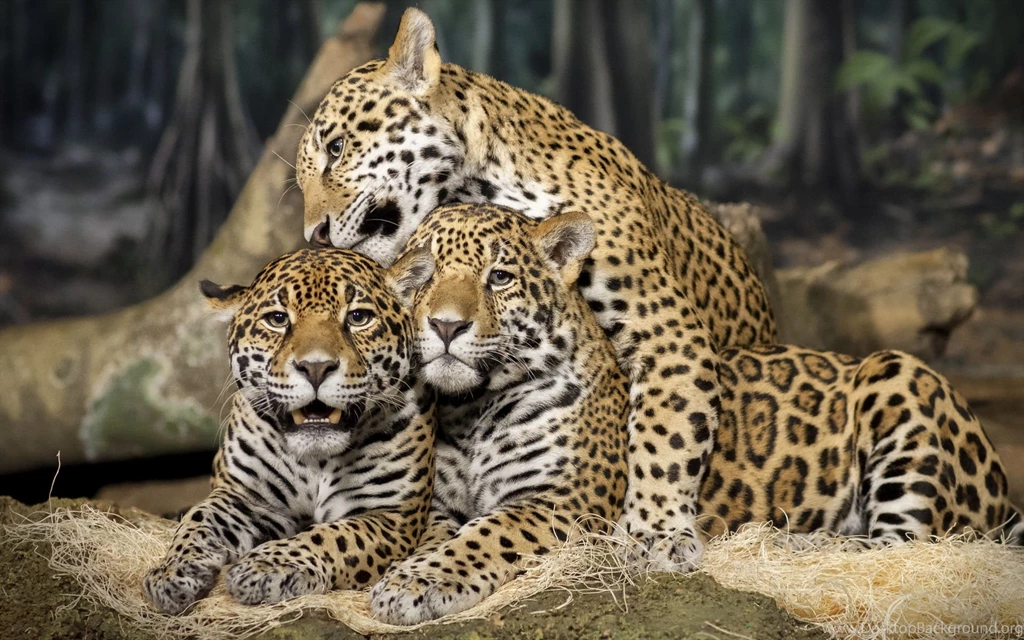 Jaguar Animal HD Wallpapers 1.jpg