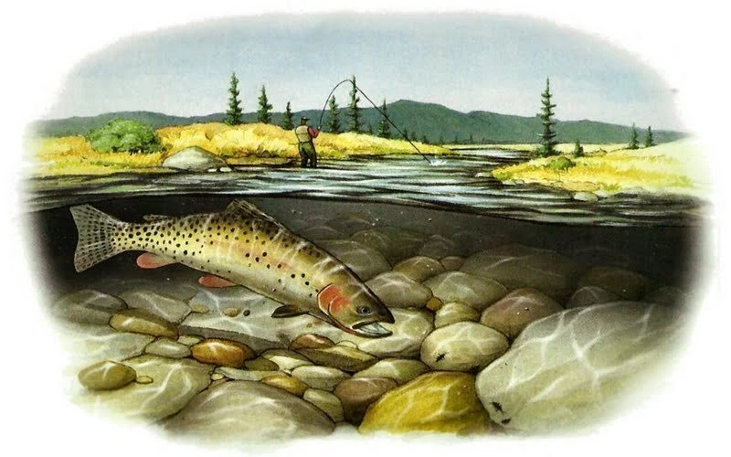 Cutthroat Trout Wallpapers