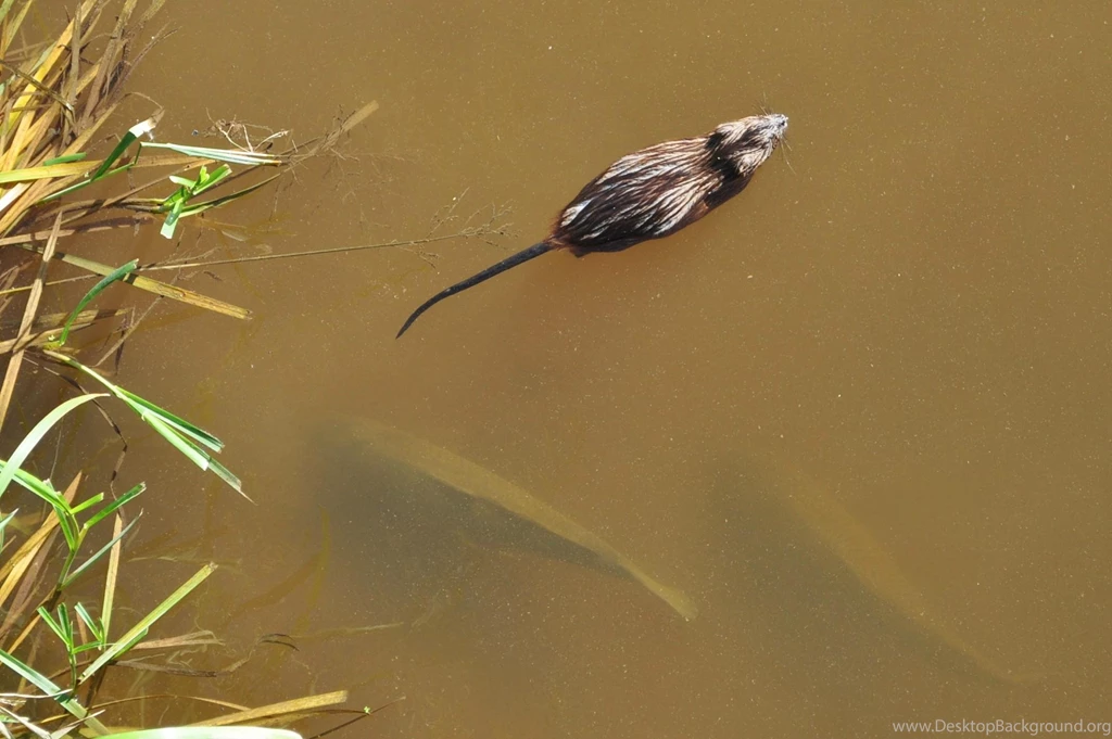 Muskrat And Trout   (