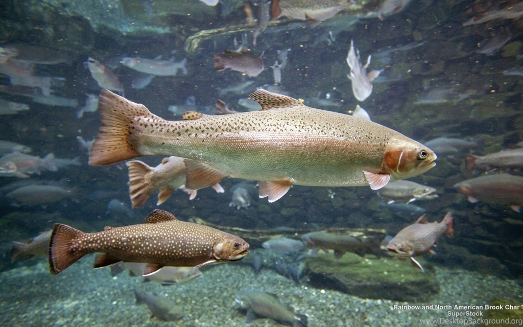 Wallpapers Fish, Water, Rainbow, North American, Brook Char Trout ...