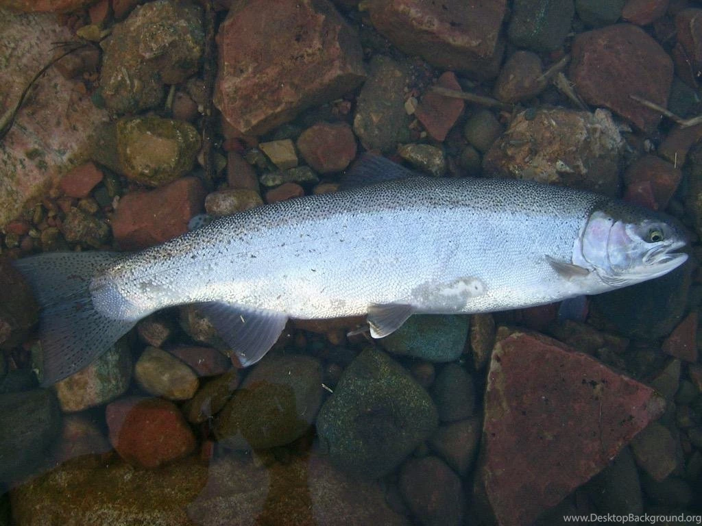 Rainbow Trout Wallpaper Images   Android Apps And Tests   AndroidPIT