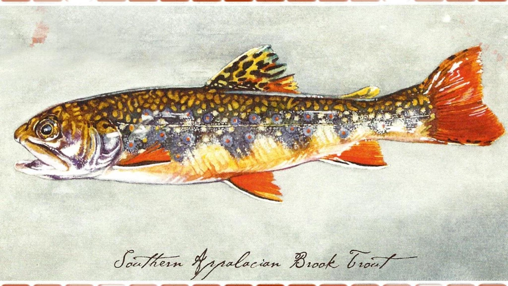 SOUTHERN APPALACIAN BROOK TROUT 2 WALLPAPER   (