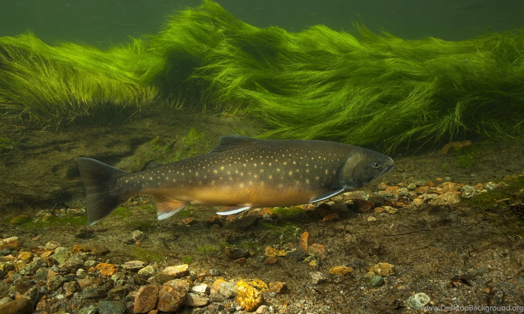 1 Trout HD Wallpapers