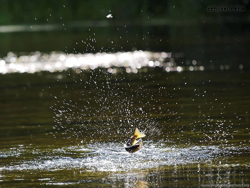 Beautiful Pictures Of Trout, Salmon, And Grayling