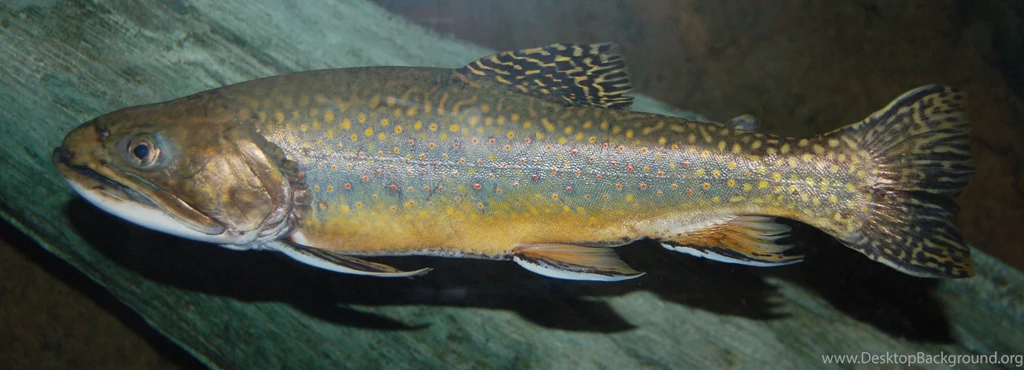 Brook Trout Photo And Wallpaper. Cute Brook Trout Pictures