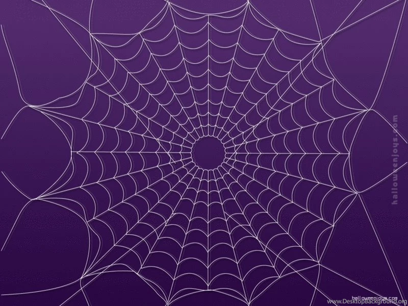 Pics, Facts, Funny Stuff About Animals & Nature Spider Web ...