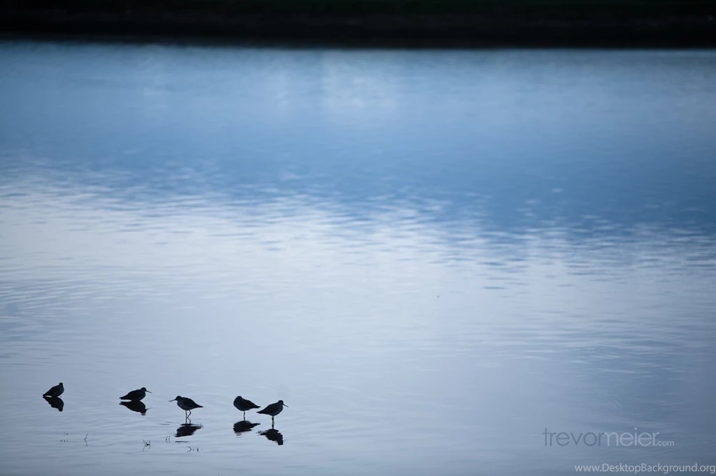 Trevormeier.com » Wallpapers – Birds In The Water