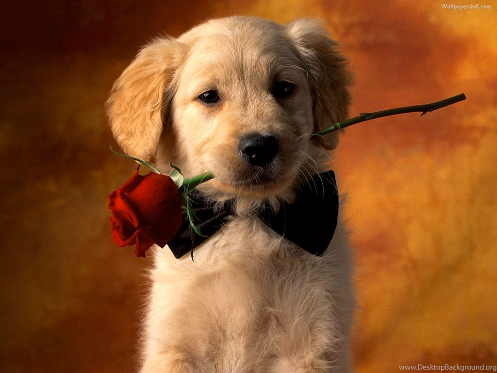 Dogs Wallpapers 13
