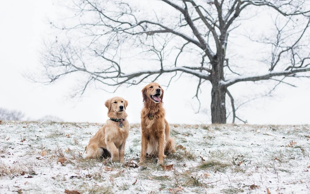 Wallpapers With Dogs At Winter Time ~ Trends Wallpapers