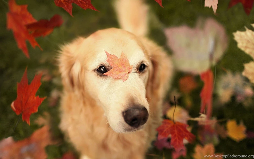 Autumn Wallpapers With A Dog And Leaves