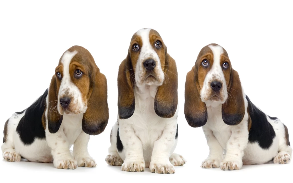 Sad Dogs Animal Wallpapers