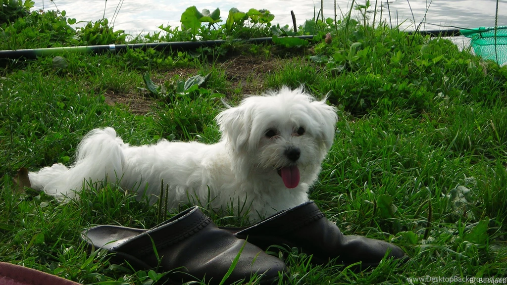 Dogs Wallpapers Barbaras HD Wallpapers