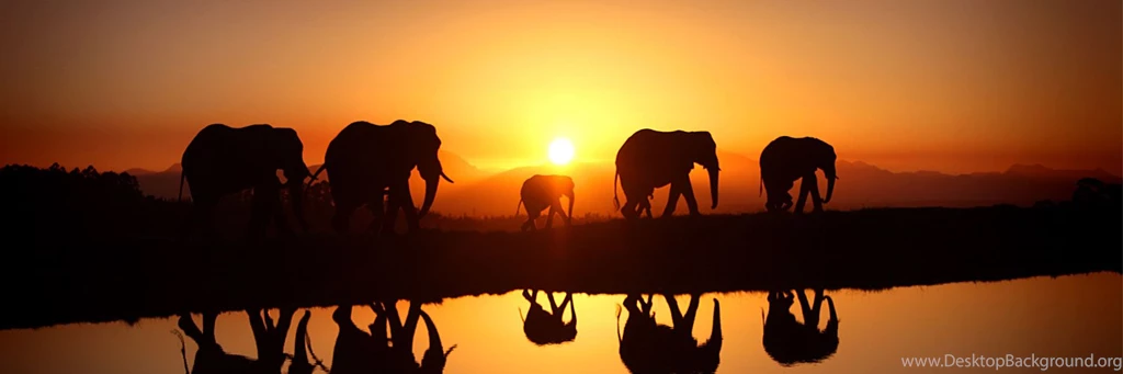 Elephant Twitter Cover & Twitter Backgrounds