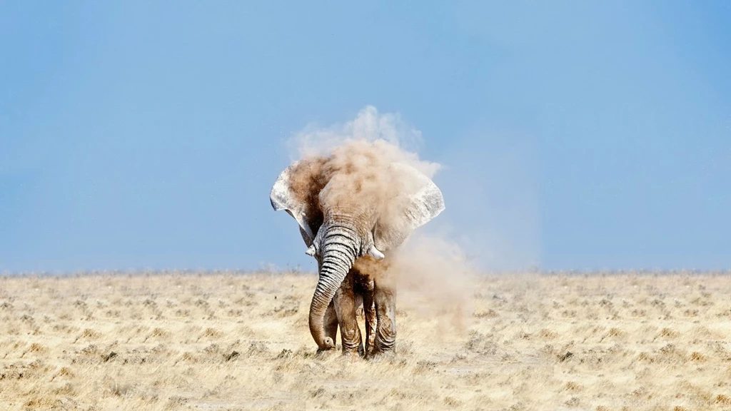 18 Elephant Backgrounds