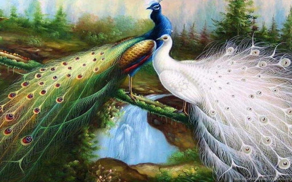 Hd wallpaper for peacock beautiful and best wallpapers