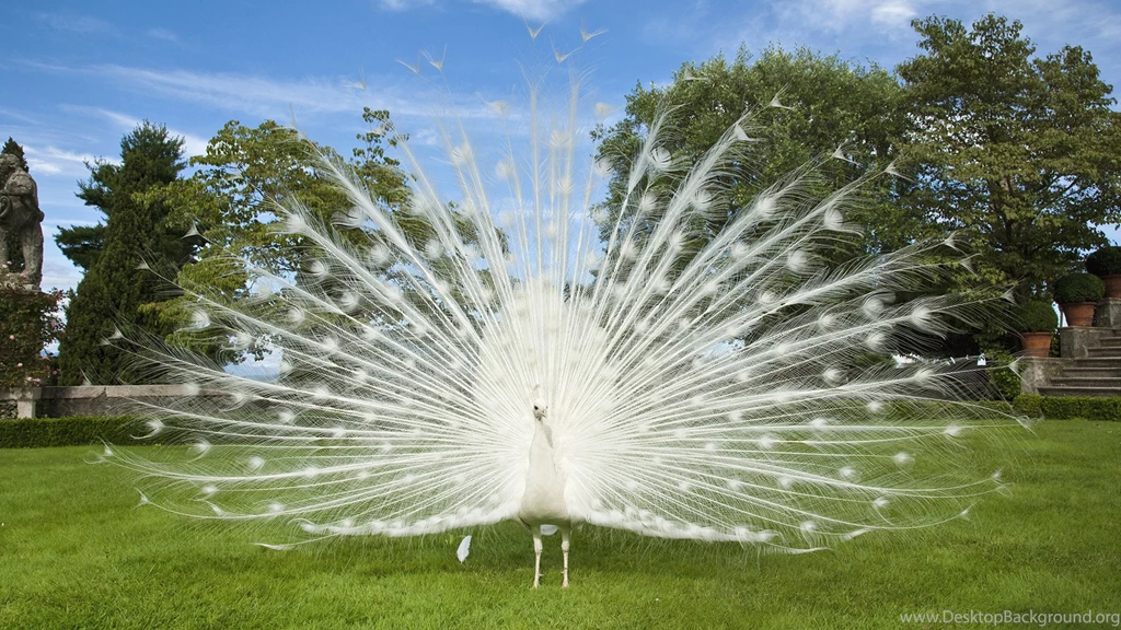92 Peafowl HD Wallpapers
