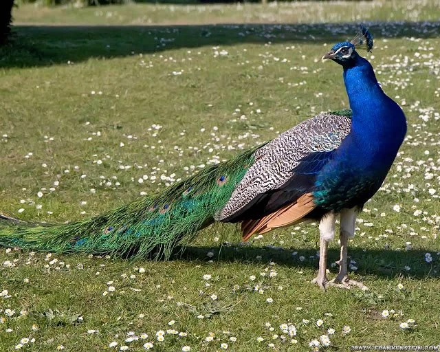 Top 28 Most Beautiful And Sweet Peacock Wallpapers In HD