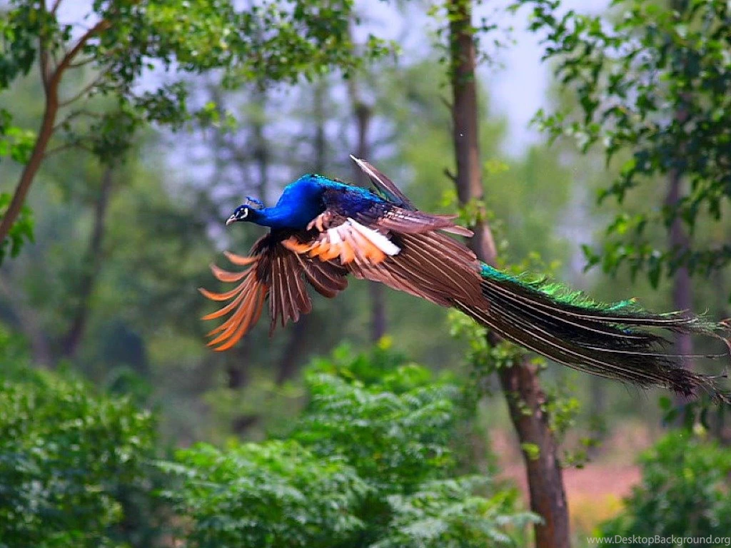 Peacock