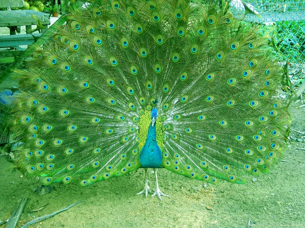 Peacock Inexperienced Wallpapers HD Images New