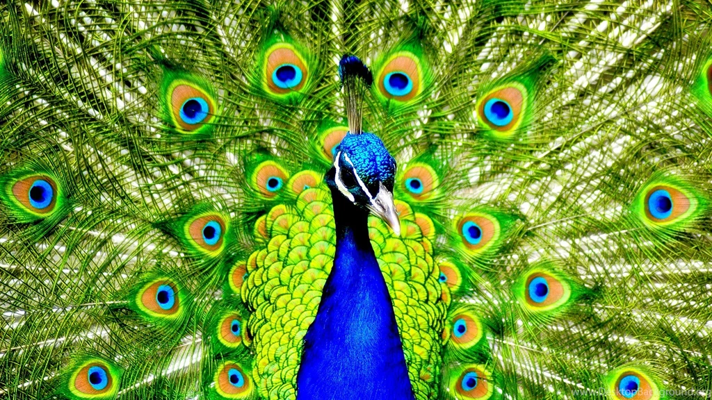 Colourful peacock