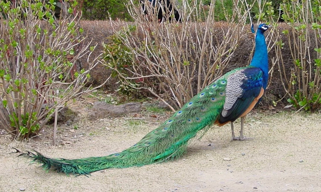 Colourful peacock