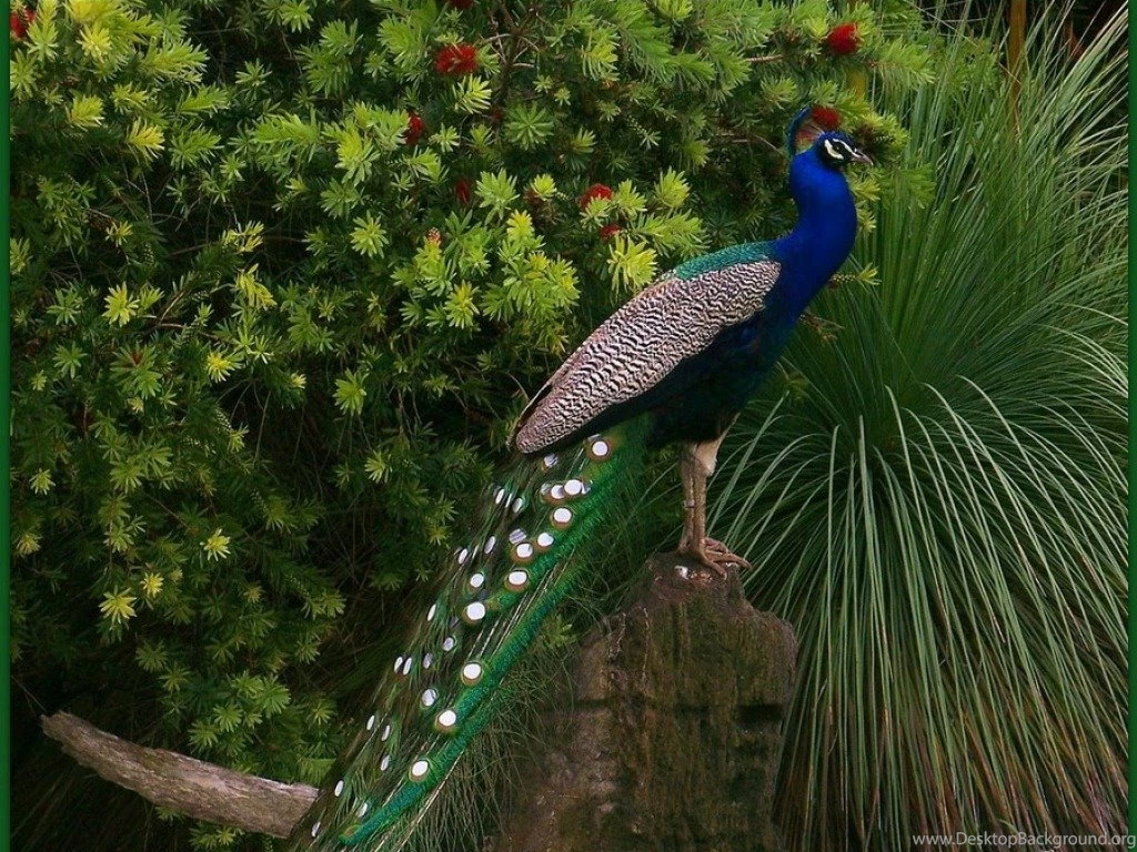 Peacock