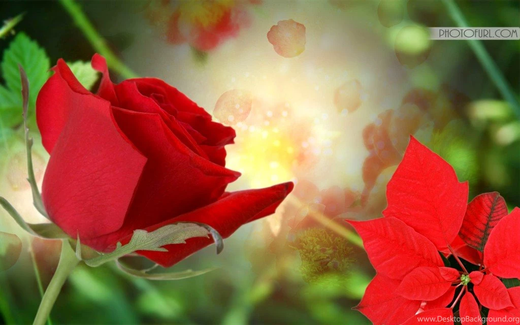 Free Animated Wallpapers For All Computers And Laptops