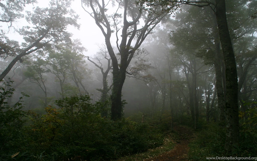 Girl In The Foggy Forest Wallpapers