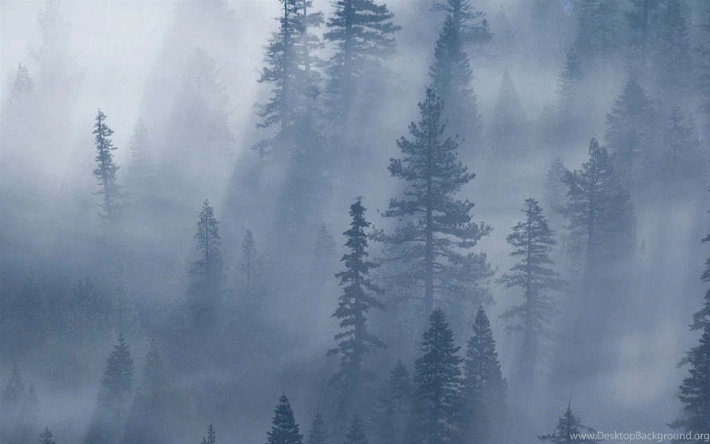 Forest Fog Wallpapers ImgMob