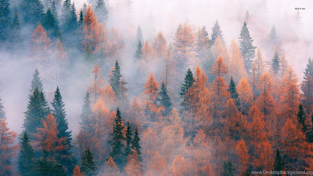 Fog In The Rusty Forest Wallpapers Nature Wallpapers
