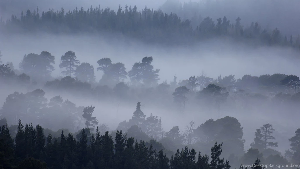 Forest Fog Wallpapers Free Wallpaper Backgrounds
