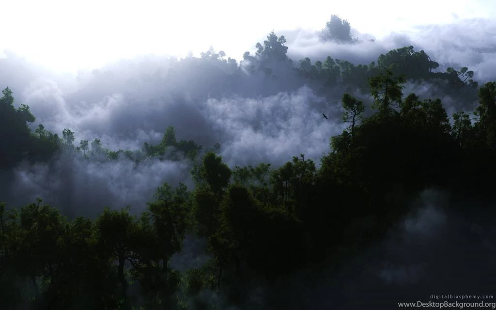 Clouds Forest Fog Woods Wallpapers (
