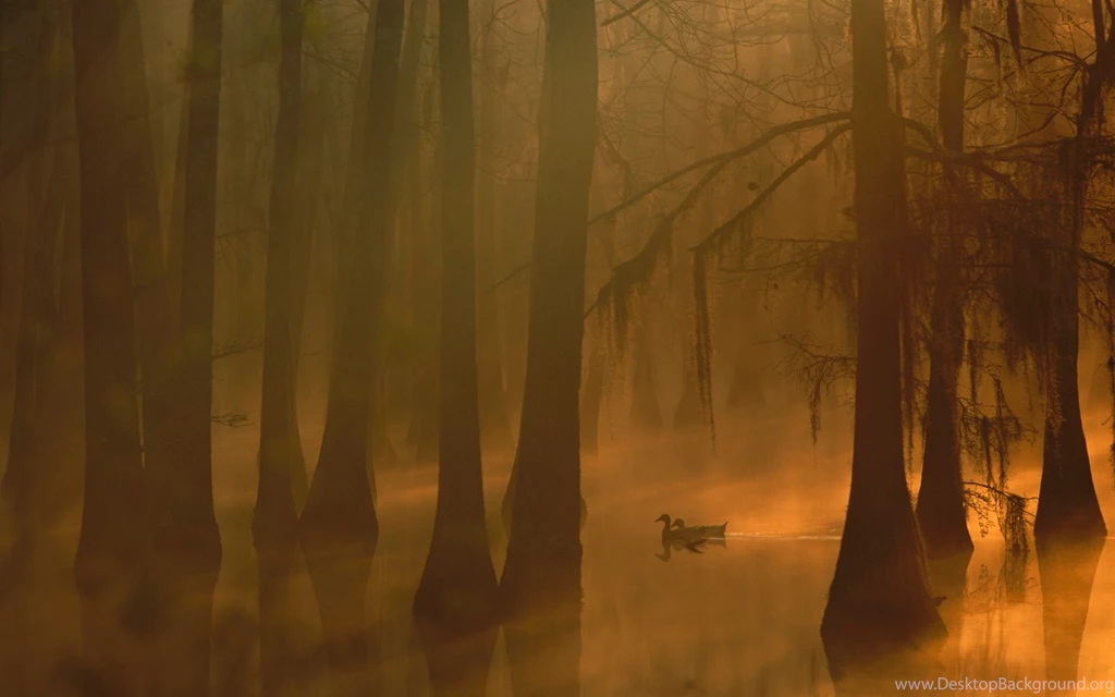 Fog In The Flooded Forest Wallpapers And Images Wallpapers ...