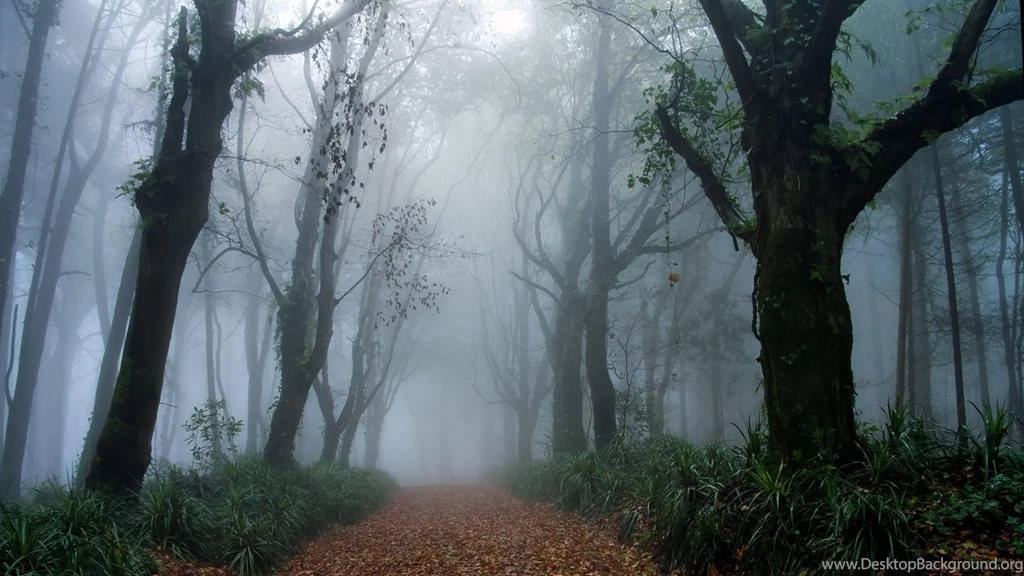 The Forest Under The Dense Fog 1920x1080 Wallpapers, 1920x1080 ...