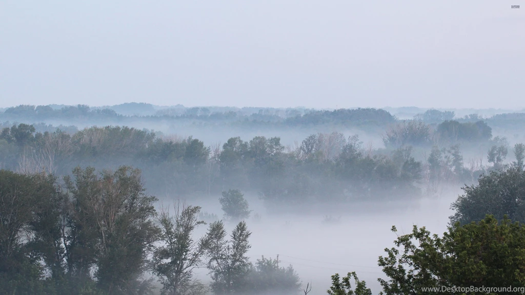 Fog Rising From The Forest Wallpapers Nature Wallpapers