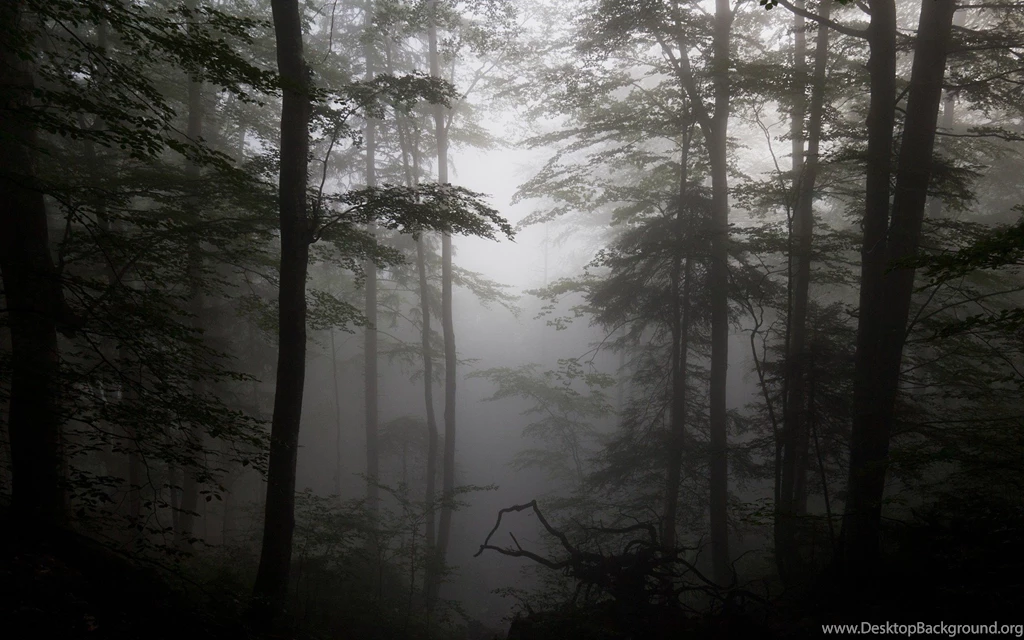 Forest Fog Driftwood Silhouettes Trees Wallpapers