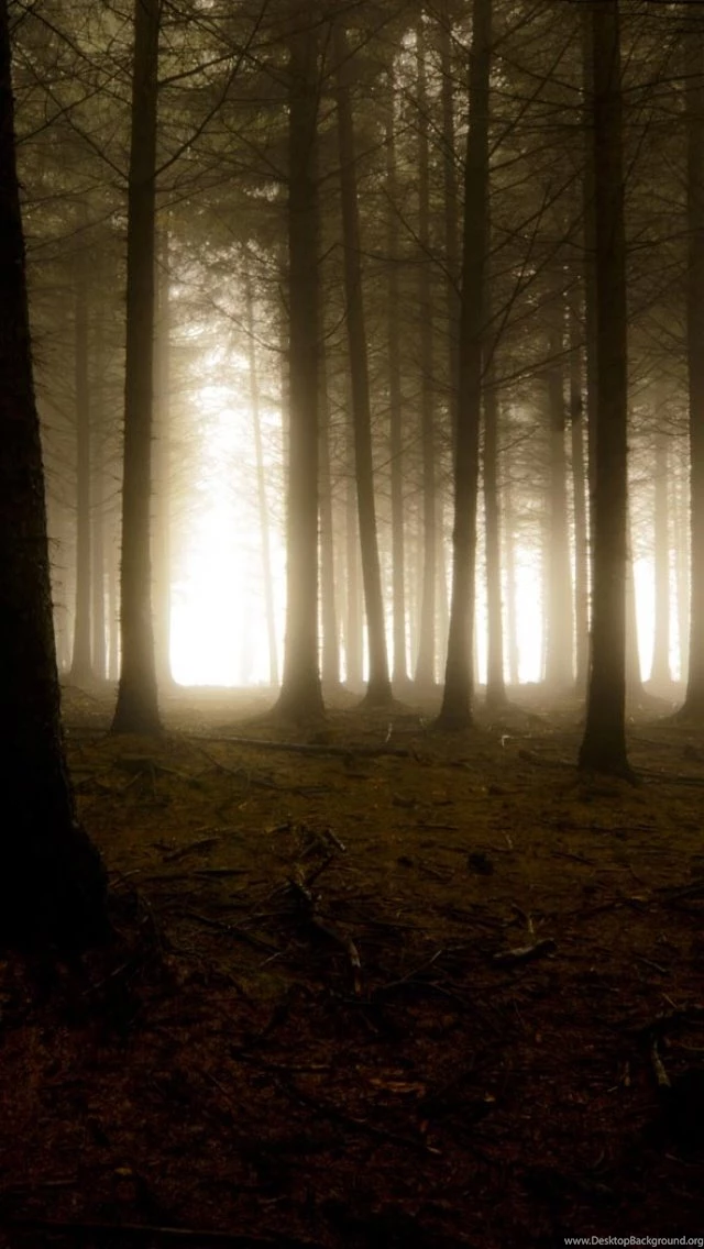 Fog In Forest iPhone 5 Wallpapers