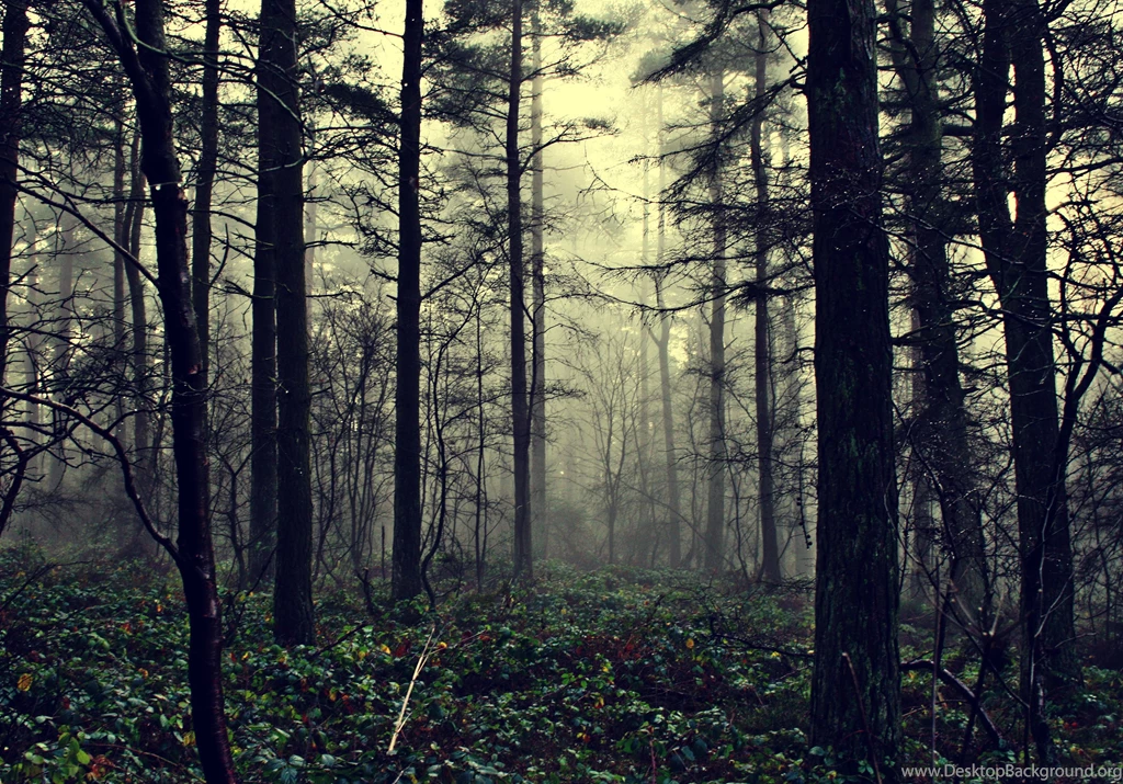 Forest Fog Wallpapers