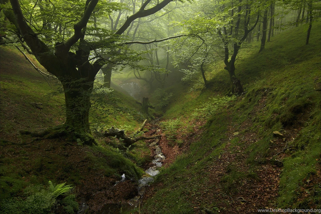 Forest Orange Fog Autumn Leaves Wallpapers