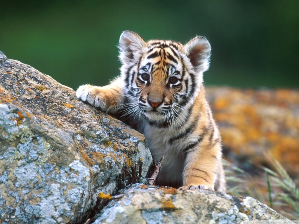 Tiger Cub HD Desktop Wallpapers : High Definition : Fullscreen : Mobile